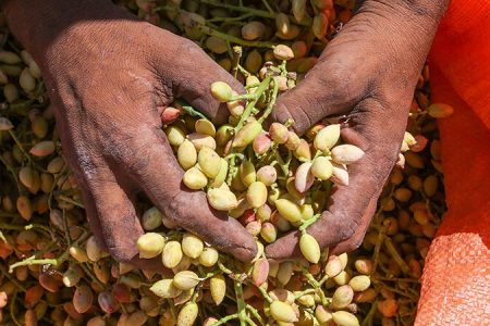 کشف حمل غیرقانونی ۱۳ تُن پسته جنگلی در سرخس