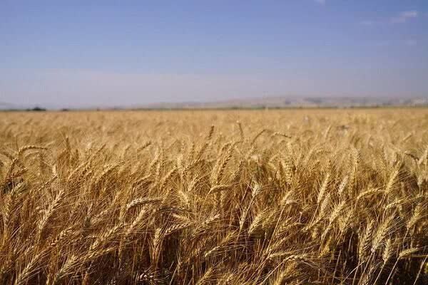 تحویل ۱۴ هزار تن گندم به سیلوی سرخس؛ برداشت تا ۱۷ هزار تن ادامه دارد