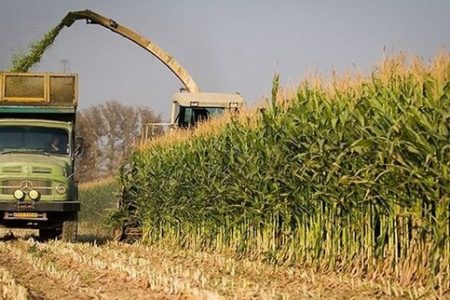 تولید ۲۱ هزار و ۶۰۰ تن ذرت علوفه‌ای در سرخس / تضمین بخشی از نیاز دام شهرستان