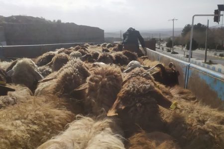 توقف ۱۵ تریلی حامل دام در سرخس / عودت ۳ محموله فاقد مجوز به مبدأ