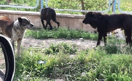 پیام ارسالی مخاطبان| حمله سگ‌های ولگرد به یک پسر بچه