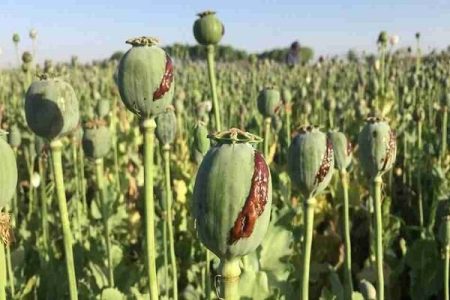 شناسایی و امحای ۲ مزرعه خشخاش در سرخس