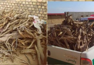 کشف ۶۰۰ کیلوگرم چوب قاچاق تاغ در بخش مزداوند سرخس